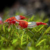 Red Rili Shrimp - Neocaridina Heteropoda