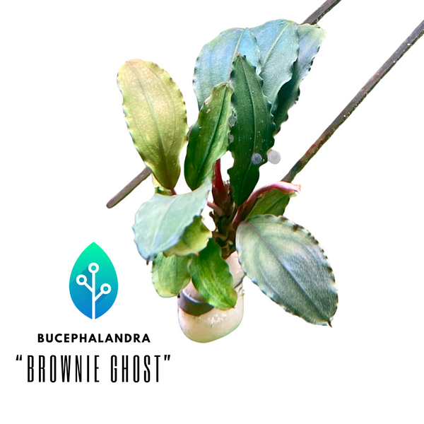 Bucephalandra - "Brownie Ghost"