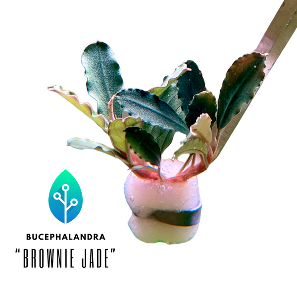 Bucephalandra - "Brownie Jade"