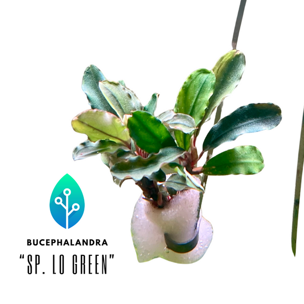 Bucephalandra - "sp. Lo Green"