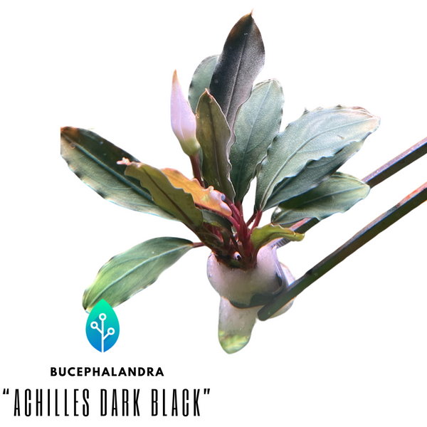 Bucephalandra - "Achilles Dark Black"