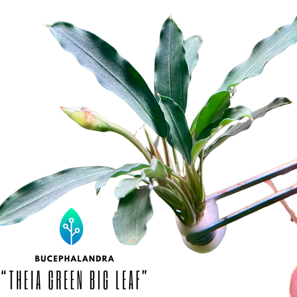 Bucephalandra - "Theia Green Big Leaf"