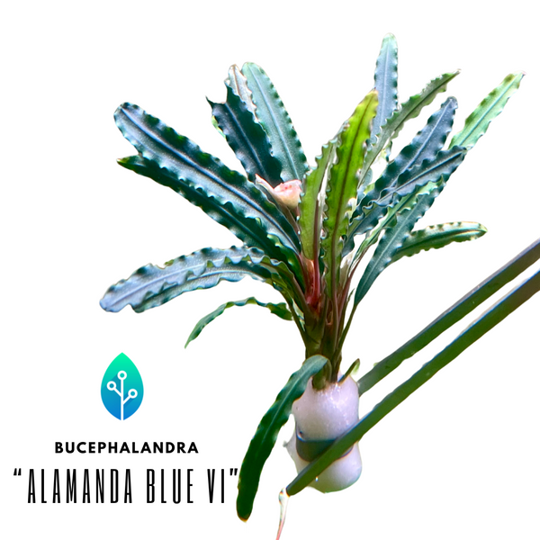 Bucephalandra - "Alamanda Blue VI"