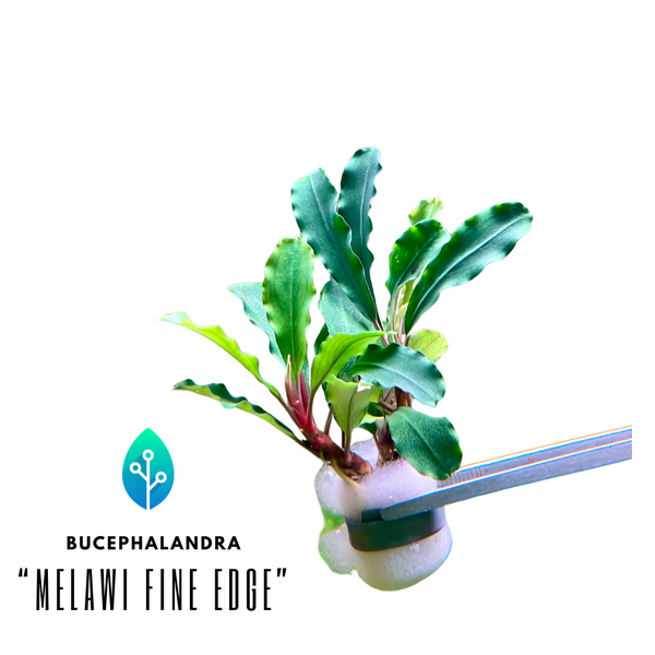 Bucephalandra - Melawi Fine Edge"