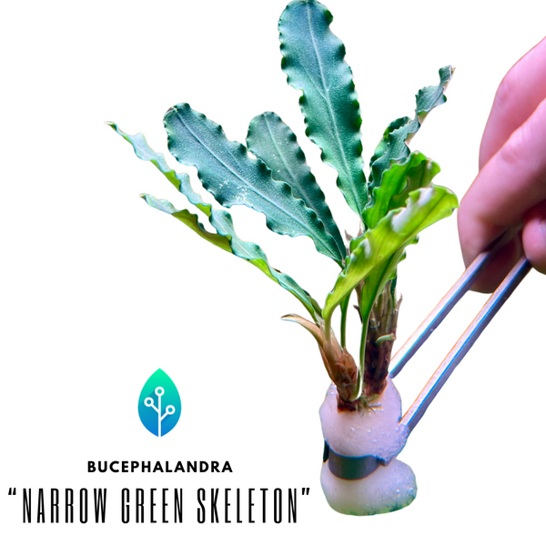 Bucephalandra - "Narrow Green Skeleton"