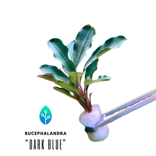 Bucephalandra "Dark Blue"