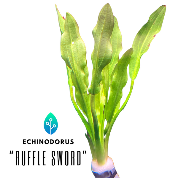 Echinodorus Major - "Ruffle Sword"