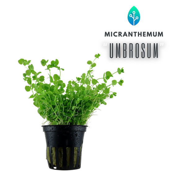 Micranthemum Umbrosum
