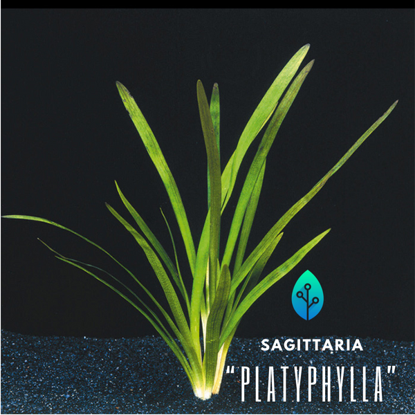 Sagittaria Platyphylla