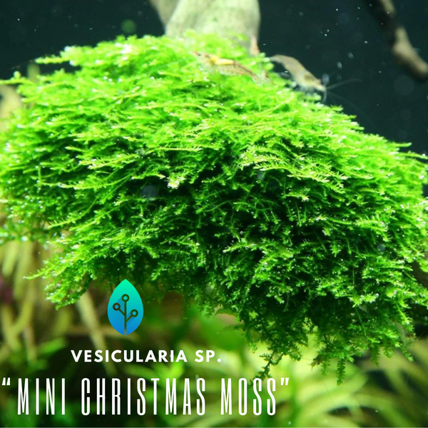 Vesicularia Sp. "Mini Christmas Moss"