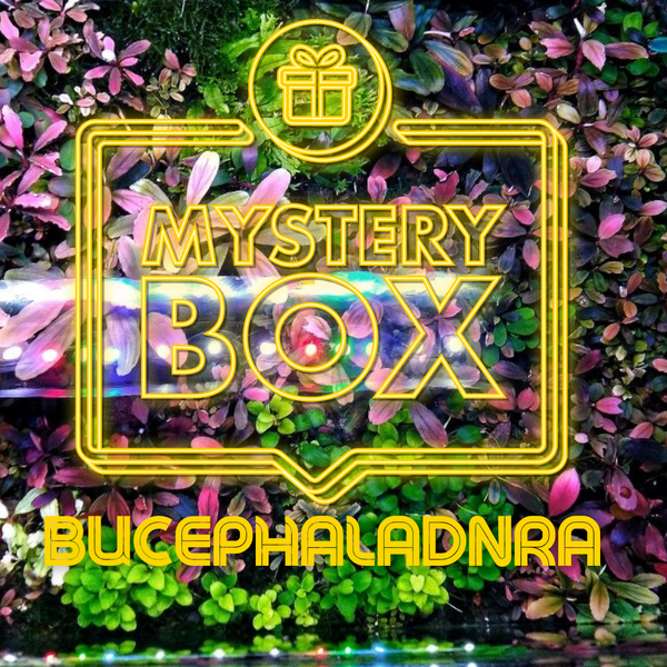 Bucephalandra MYSTERY BOX