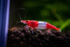 Red Rili Shrimp - Neocaridina Heteropoda