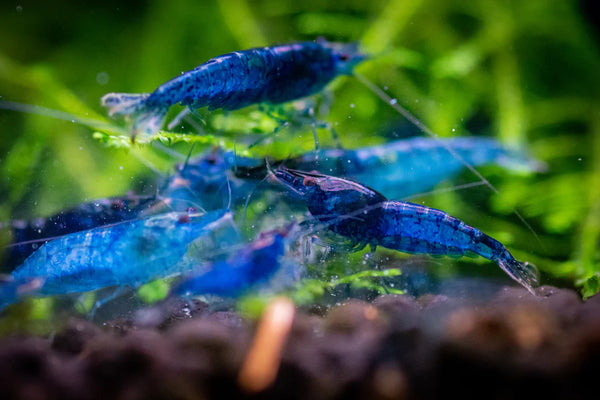 Blue Velvet Shrimp - Neocaridina davidi