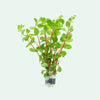 Rotala Rotundifolia "REDDISH" Vietnam