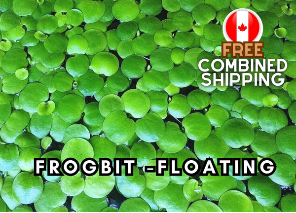 Floating Plants - Frogbit - Aquarium Plants - Aquatic Plants - Canada Seller - Combined Shipping