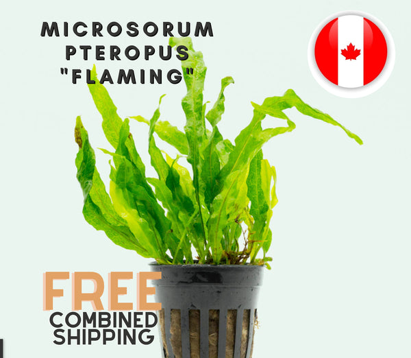 Java Fern Microsorum Pteropus "Flaming"- Potted - 6-8 leaves - Easy - Aquarium Plants - Aquatic Plants - Canada Seller - Combined Shipping