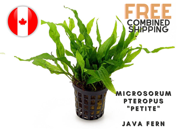 Java Fern Microsorum Pteropus "Petite"- Potted - 6-10 leaves - Easy - Aquarium Plants - Aquatic Plants - Canada Seller - Combined Shipping