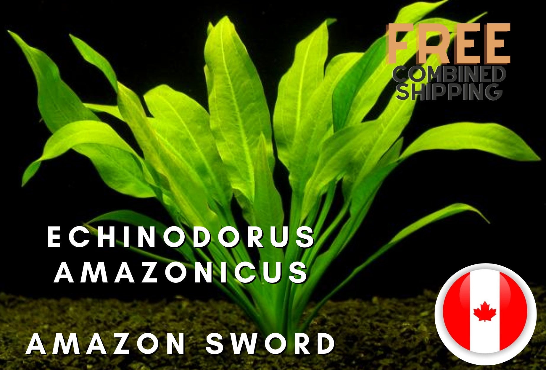 Echinodorus Amazonicus - Amazon sword - Aquarium Plants - Aquatic Plants - Canada Seller - Combined Shipping