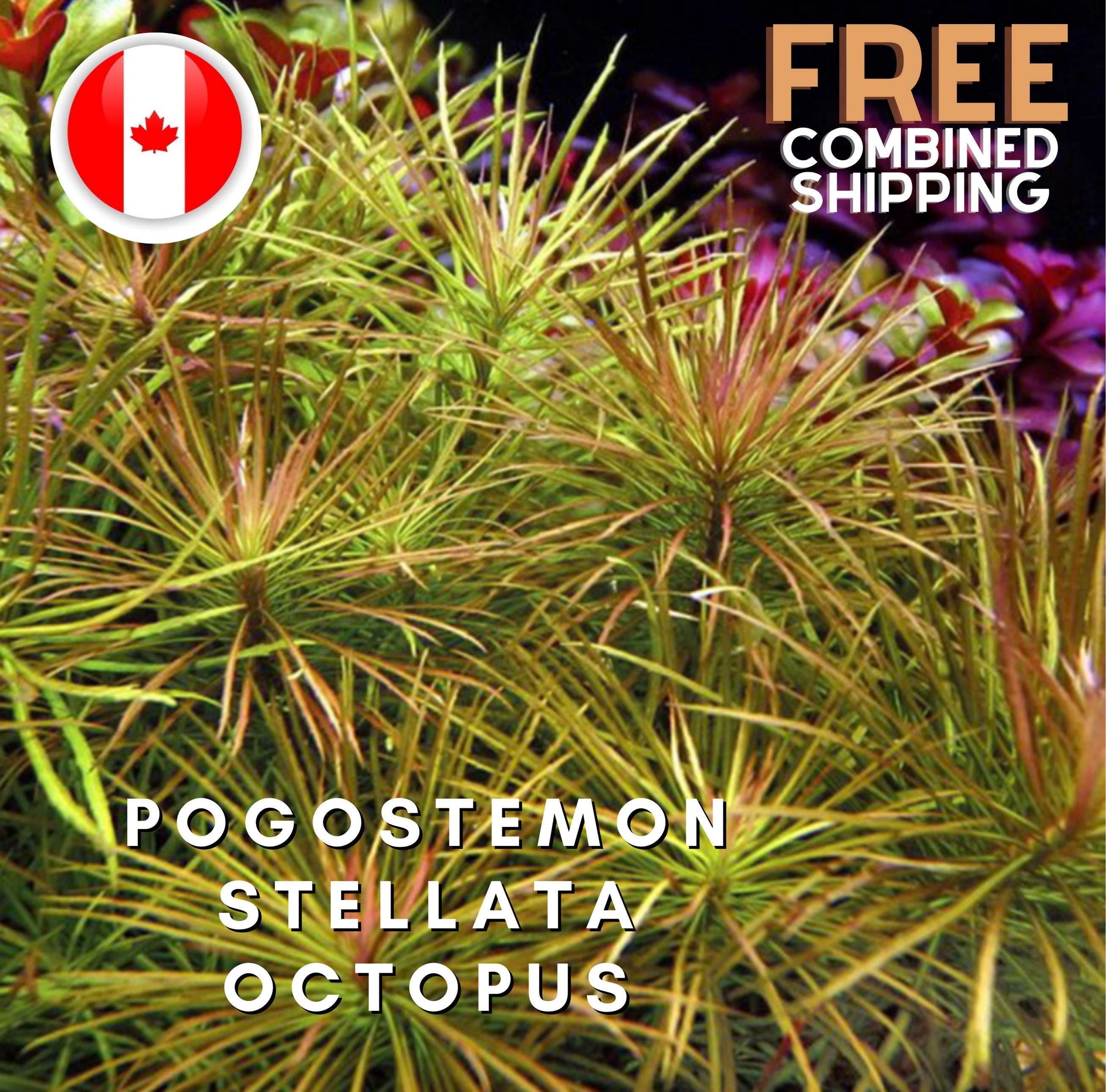 Pogostemon stellata octopus - 6-10 Stems - Easy - Aquarium Plants - Aquatic Plants - Canada Seller - Combined Shipping