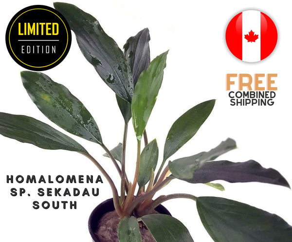 Homalomena sp. Sekadau South - Aquatic Plants - Canada Seller - Combined Shipping