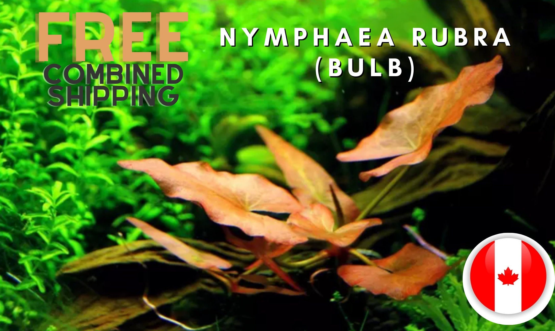 Nymphaea Rubra - Lotus BULB- Easy to grow - Aquarium Plants - Aquatic Plants - Canada Seller - Combined Shipping
