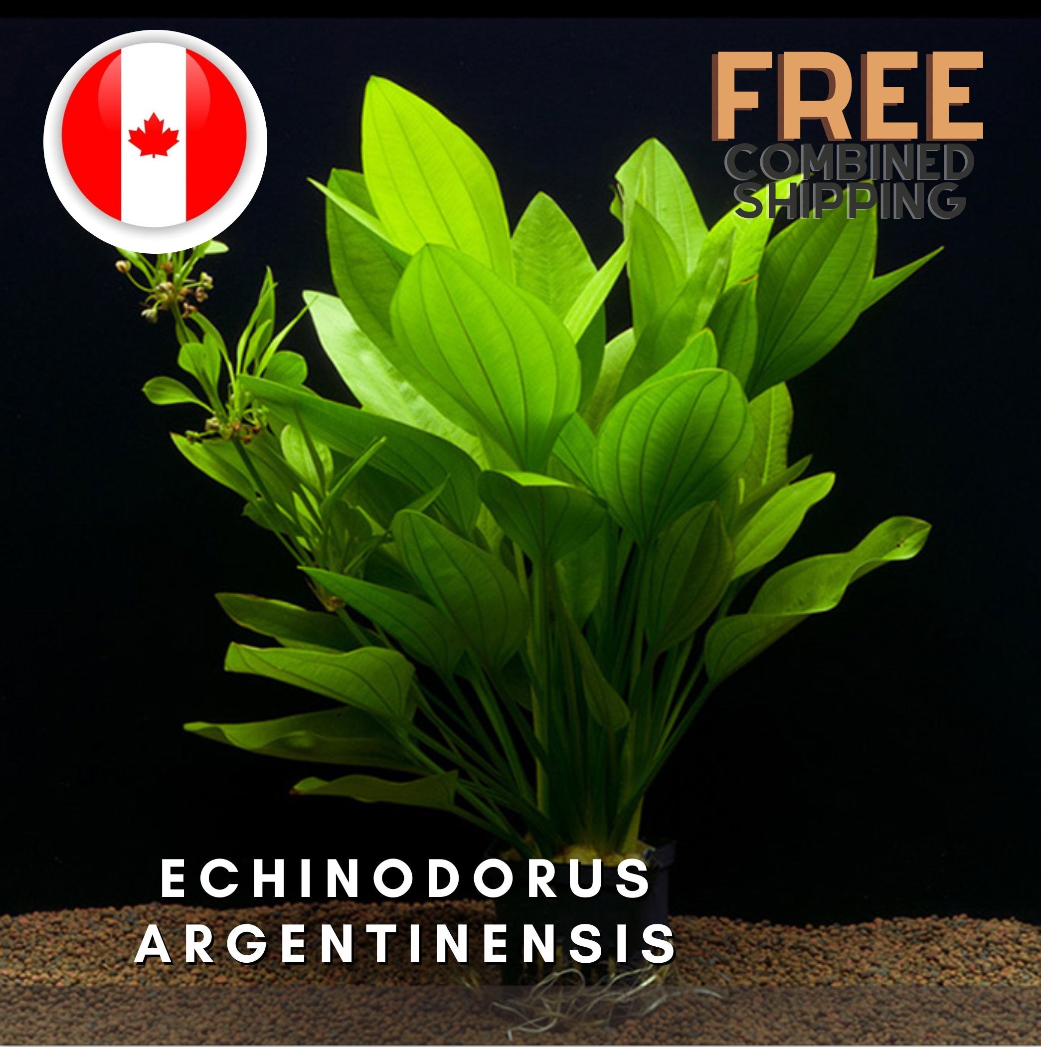 XXL Echinodorus Argentinensis - Aquarium Plants - Aquatic Plants - Canada Seller - Combined Shipping