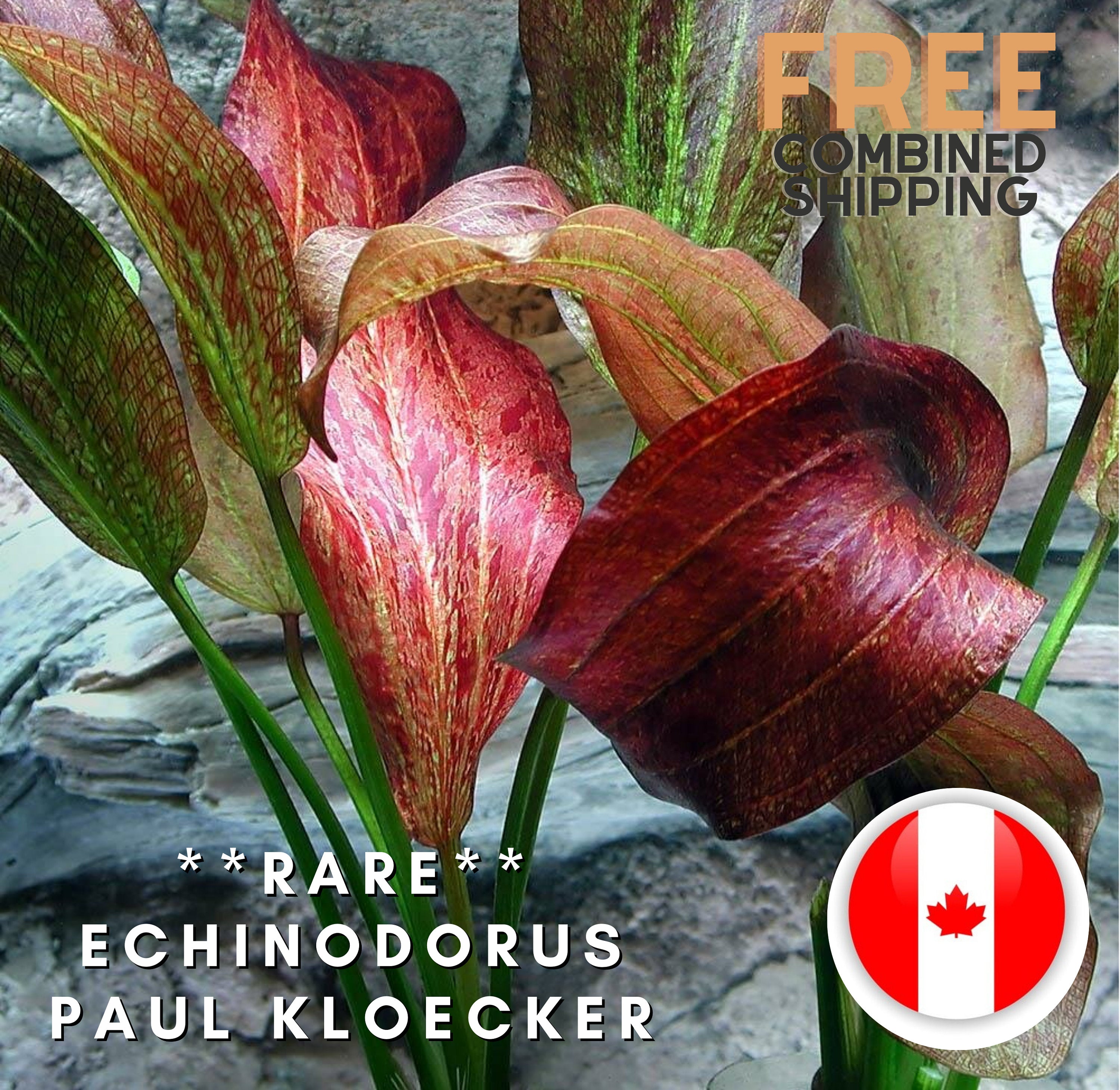 Rare - Echinodorus Paul Kloecker - Aquarium Plants - Aquatic Plants