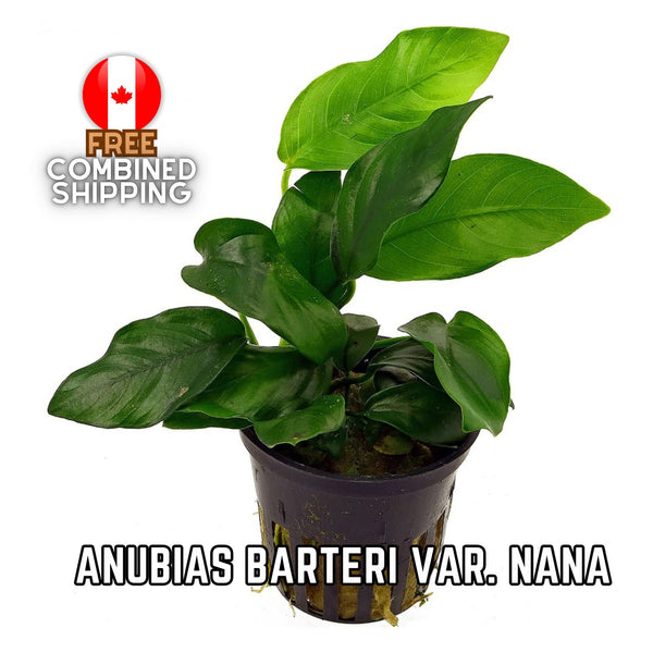 Anubias Barteri var. Nana - Aquarium Plants - Aquatic Plants - Canada Seller - Combined Shipping