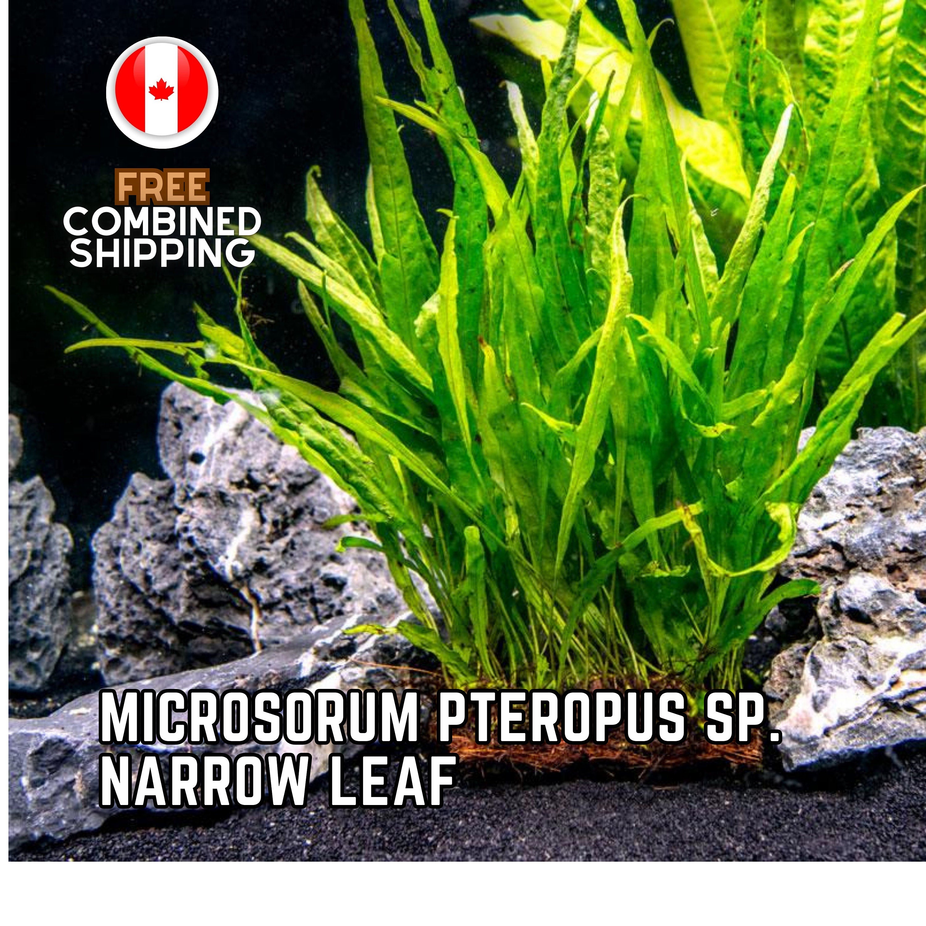 Microsorum Pteropus sp Narrow Leaf - Aquarium Plants - Aquatic Plants - Canada Seller - Combined Shipping