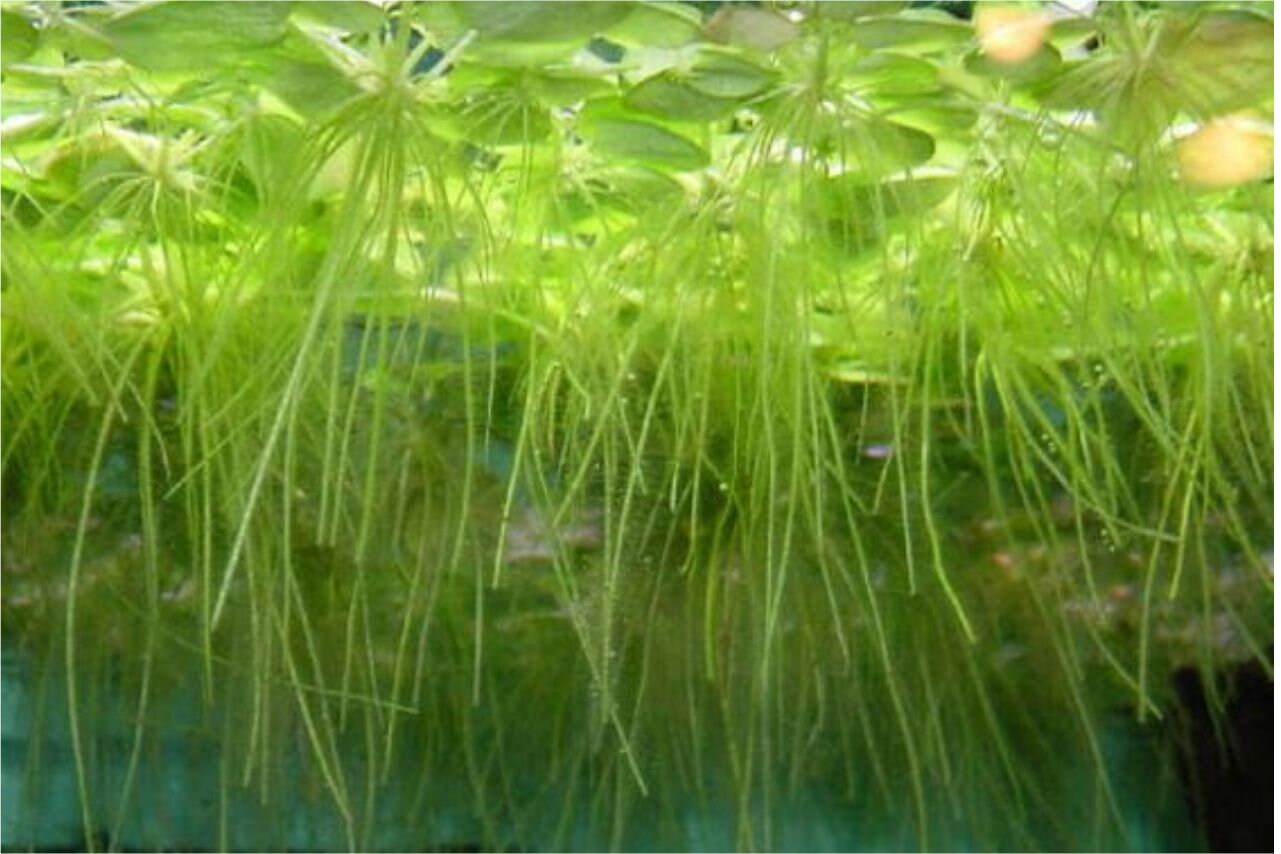 Floating Plants - Frogbit - Aquarium Plants - Aquatic Plants - Canada Seller - Combined Shipping