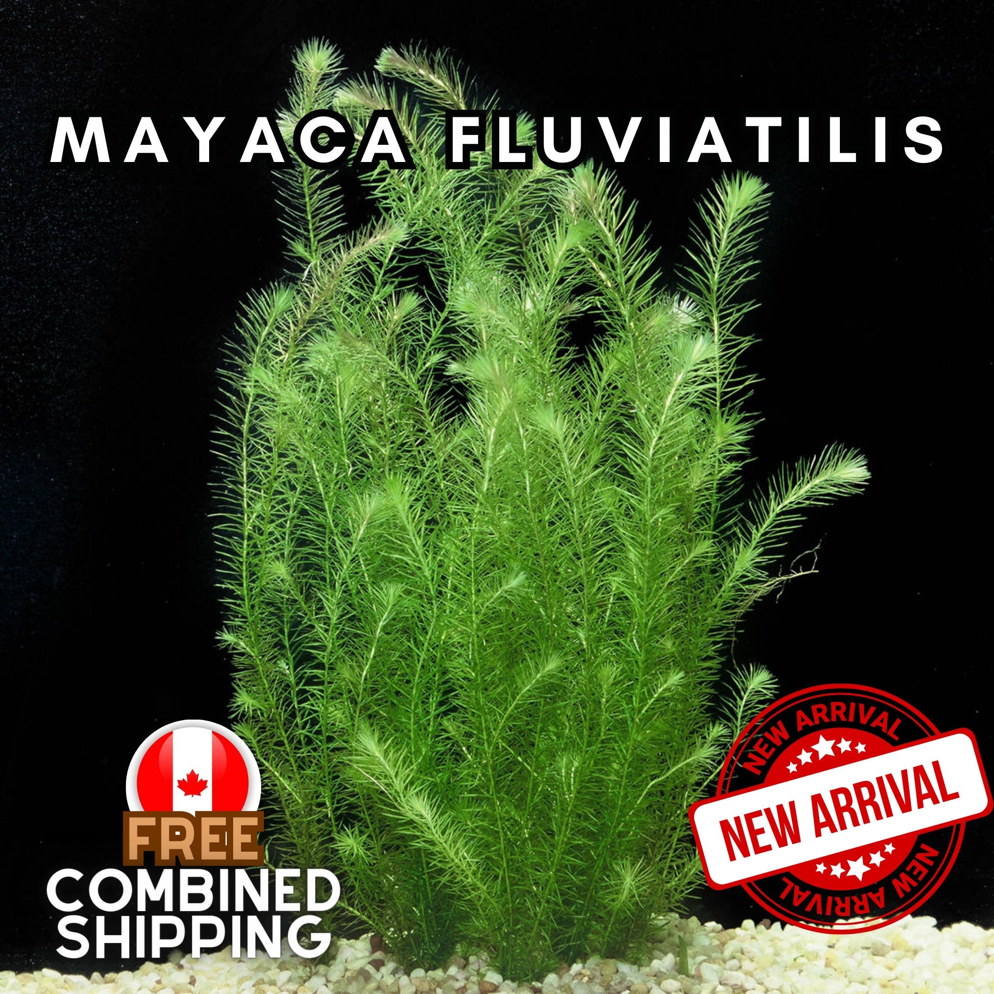 Mayaca Fluviatilis - Aquatic Plants - Canada Seller - Combined Shipping