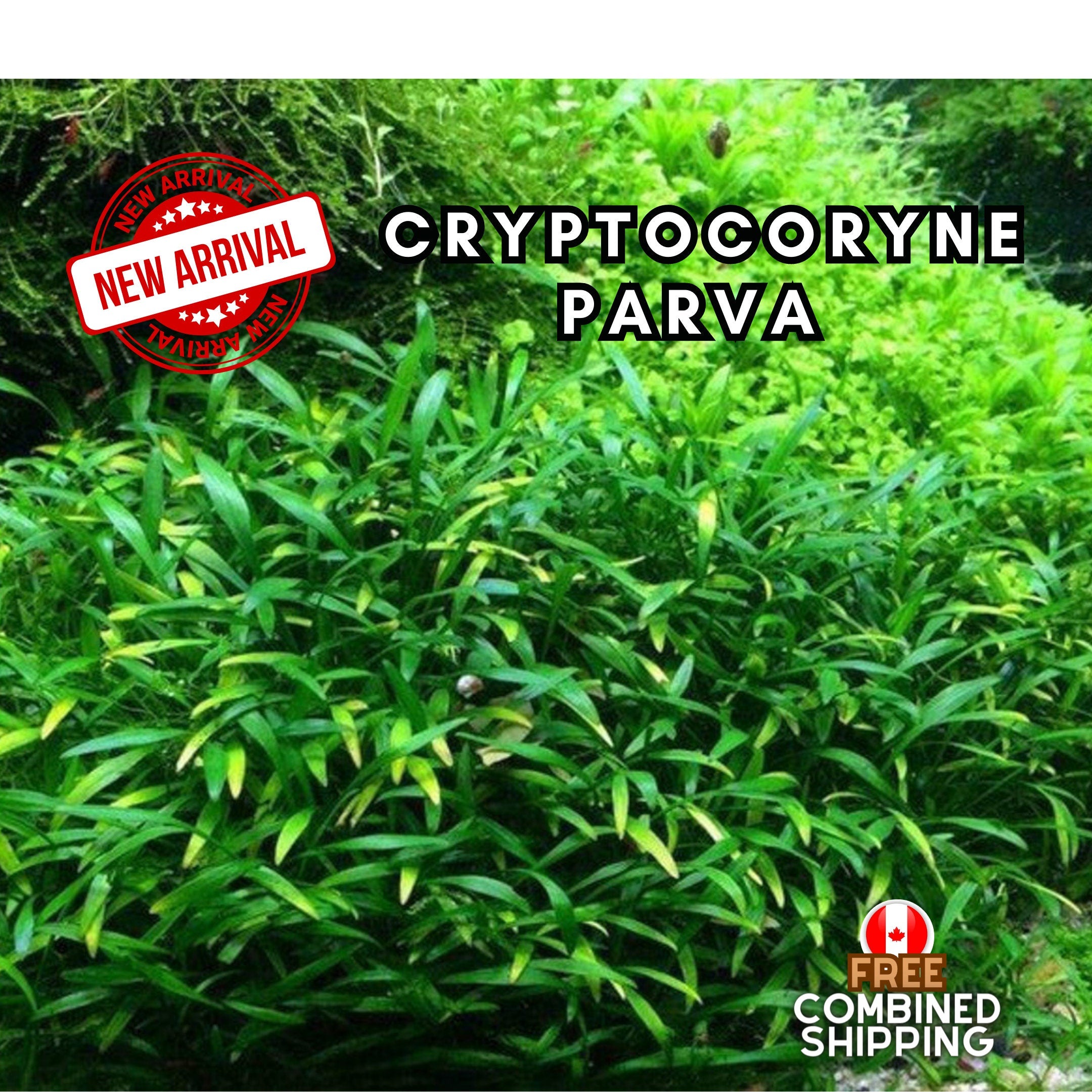 Cryptocoryne Parva - Easy to Grow - Aquarium Plants - Aquatic Plants - Canada Seller - Combined Shipping