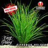 Cyperus Helferi - Easy to grow! Aquatic Plants - Canada Seller - Combined Shipping