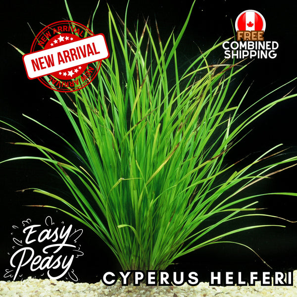 Cyperus Helferi - Easy to grow! Aquatic Plants - Canada Seller - Combined Shipping