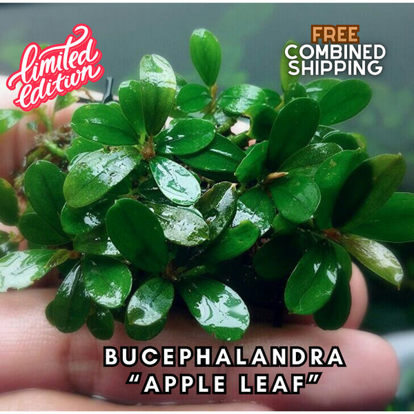 Bucephalandra Apple Leaf - Easy to grow! 2 rhizome portion - Aquatic Plants - Canada Seller - Combined Shipping