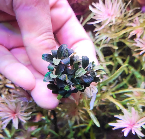 Bucephalandra Kedagang Mini Round- Easy to grow! 2 rhizome portion - Aquatic Plants - Canada Seller - Combined Shipping