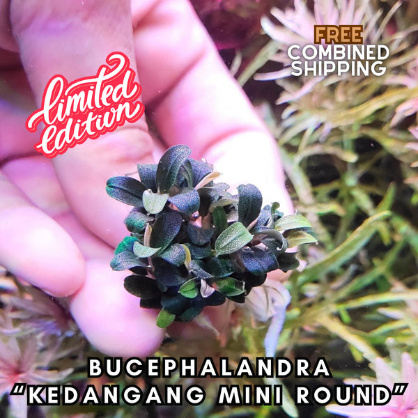 Bucephalandra Kedagang Mini Round- Easy to grow! 2 rhizome portion - Aquatic Plants - Canada Seller - Combined Shipping