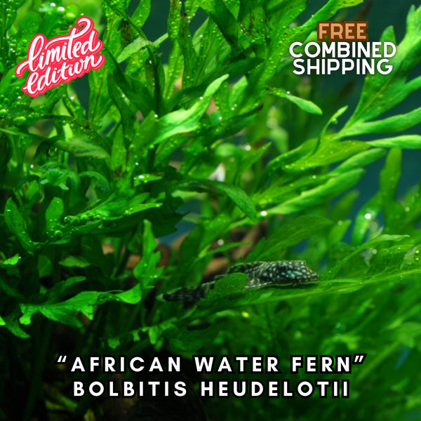 African Water Fern - Bolbitis Heudelotii - Easy to Grow - Aquatic Plants - Canada Seller - Combined Shipping