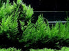 African Water Fern - Bolbitis Heudelotii - Easy to Grow - Aquatic Plants - Canada Seller - Combined Shipping