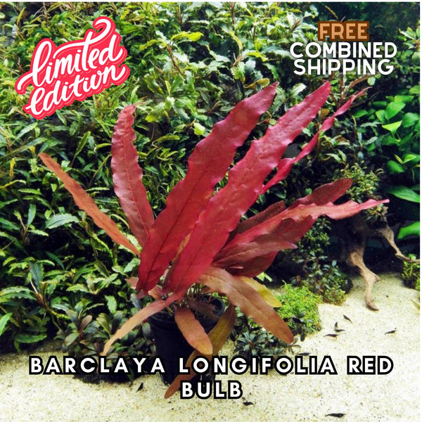 Barclaya Longifolia Super Red BULB- Easy to grow - Aquarium Plants - Aquatic Plants - Canada Seller - Combined Shipping