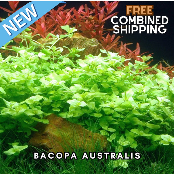 Bacopa Australis - Easy to grow! Aquatic Plants - Canada Seller - Combined Shipping