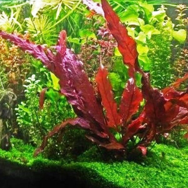 Barclaya Longifolia Super Red BULB- Easy to grow - Aquarium Plants - Aquatic Plants - Canada Seller - Combined Shipping