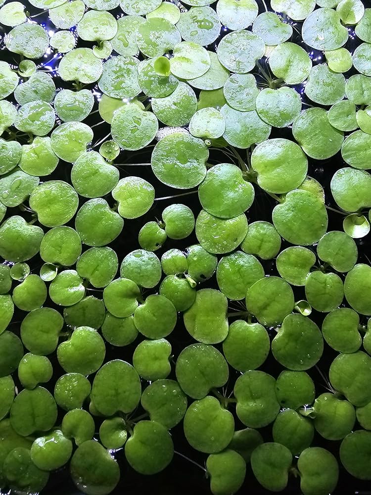 Floating Aquarium Plants Canada