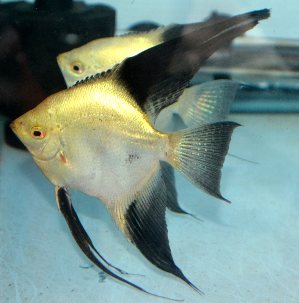 Angelfish