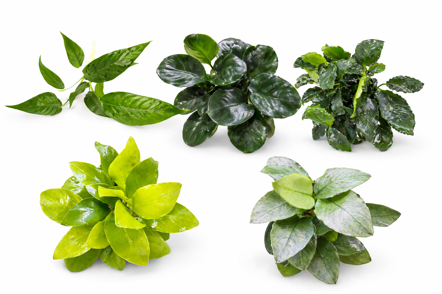 Anubias Aquarium Plants Canada