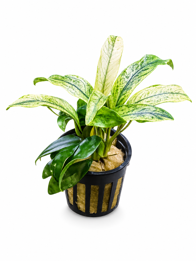 New Aquarium Plant Arrivals Canada