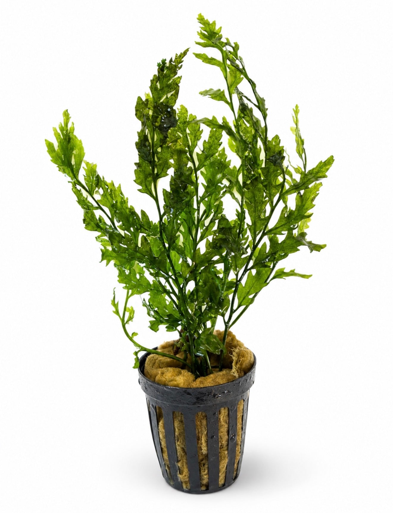 Bucephalandra 