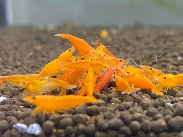Sunkist Orange Shrimp - Neocaridina davidi