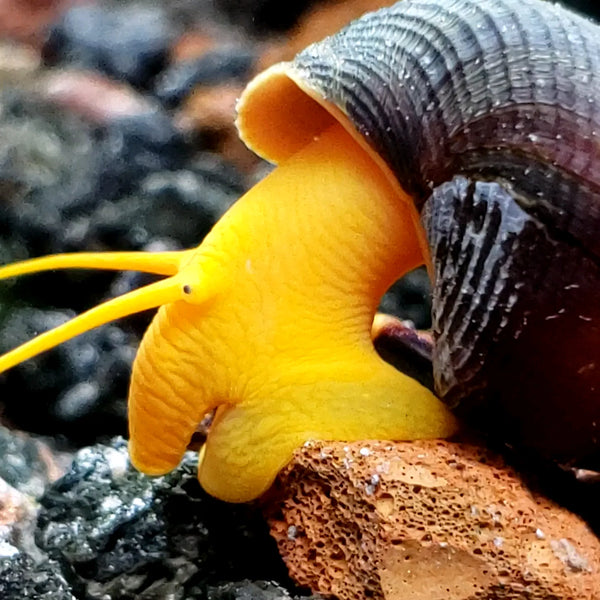 Golden Oso Rabbit Snails