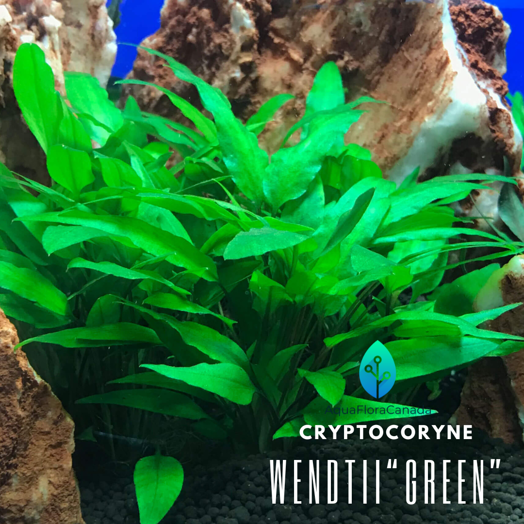 Cryptocoryne Wendtii 'Green'